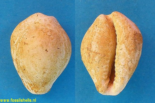 Cypraea brocchii expansa