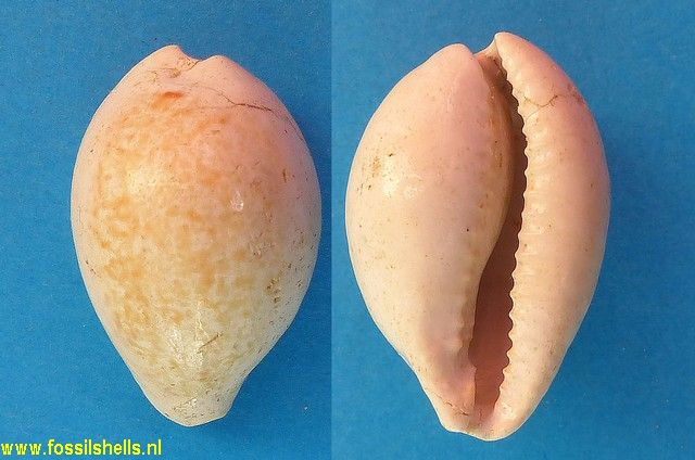 Cypraea brocchii annularia