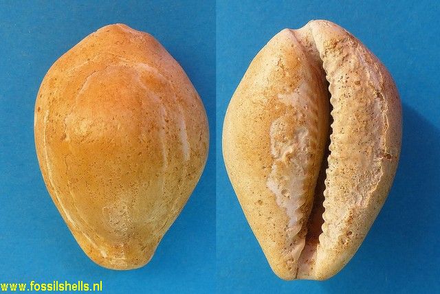 Cypraea brocchii pseudomus