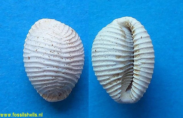 Trivia michelottii