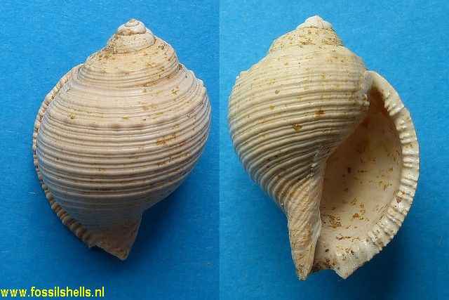 Semicassis subintermedia