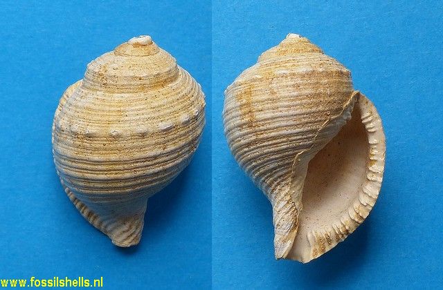 Semicassis subintermedia