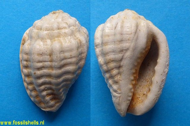 Morum verrucosa