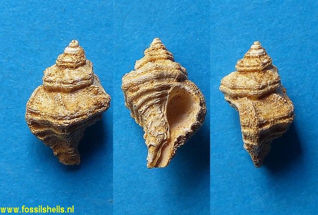 Murex excisus