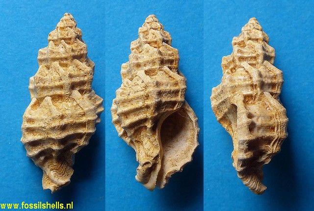 Murex tenellus