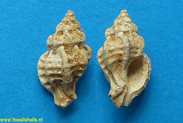Poirieria typhioides