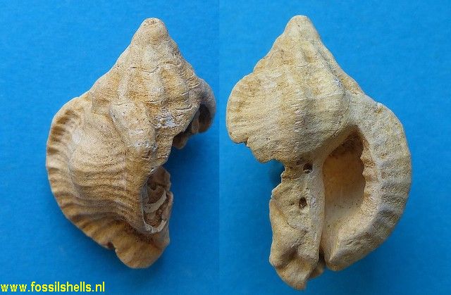 Ocenebra lassaignei