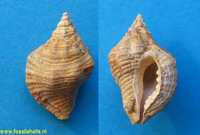 Ocenebra torulosa