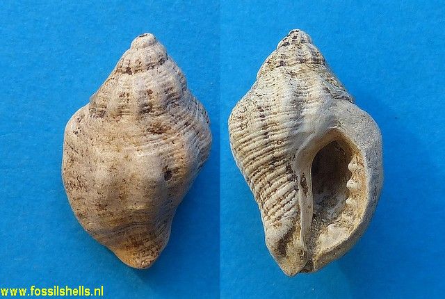 Ocenebra duvergieri