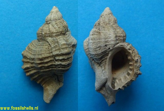Ocenebra gibbovaricosa