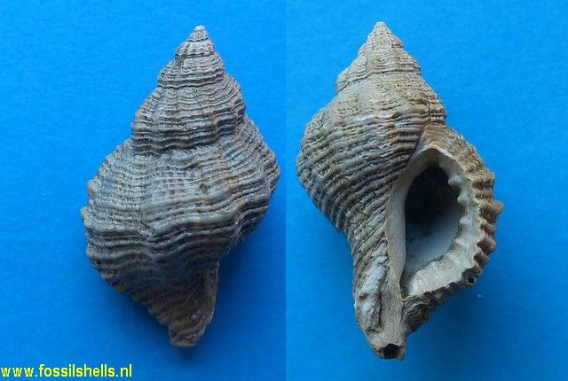 Ocenebrina excoelata merignacensis