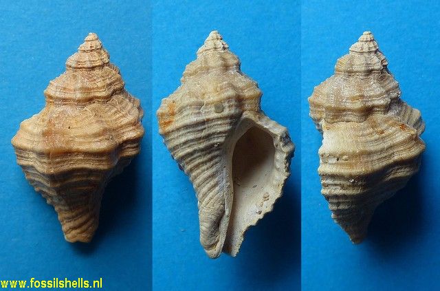 Murex trifascialis