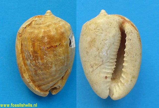 Cypraecassis subcrumena