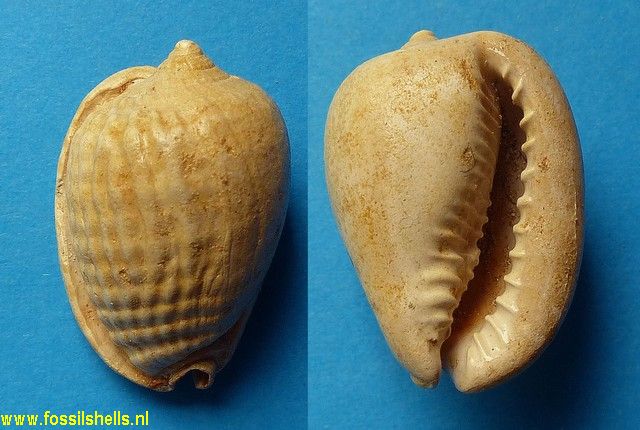 Cypraecassis subcrumena