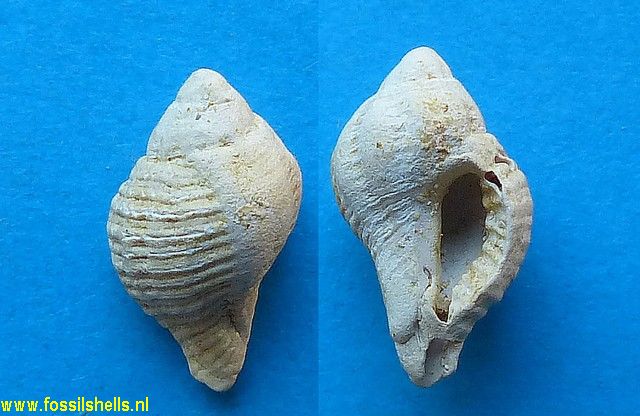 Ocenebrina excoelata cestasensis
