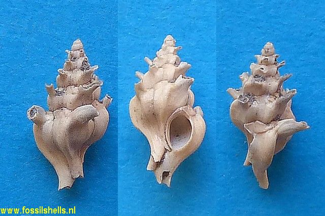 Siphonochelus fistulosus