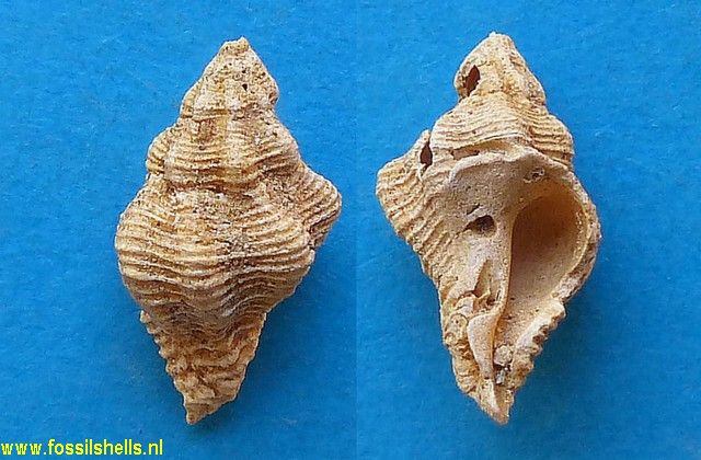 Purpura sacyi