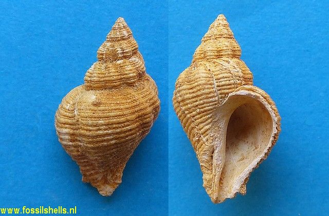 Coralliophila burdigalensis