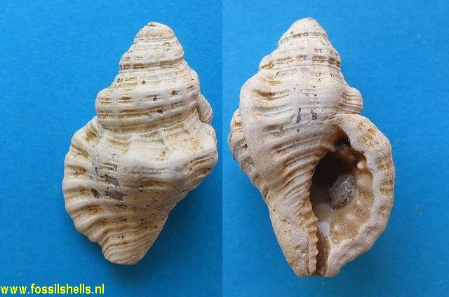 Charonia subcorrugatum