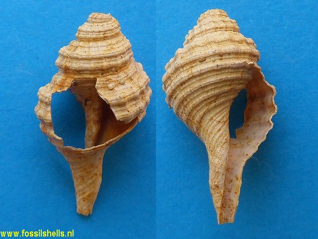 Ranularia multicostata