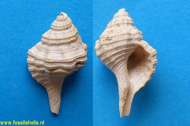 Ranularia duvergieri