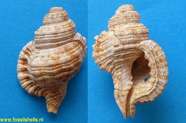 Ranularia abbreviata