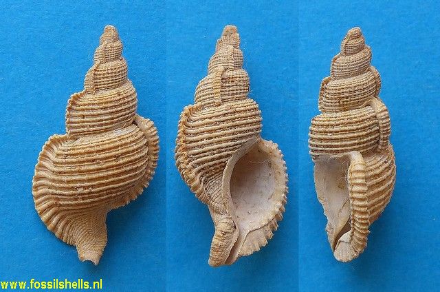 Ranella minuteornata