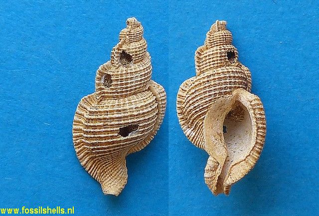 Ranella minuteornata