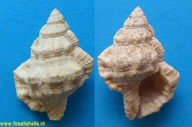 Gyrineum inaequicrenatus