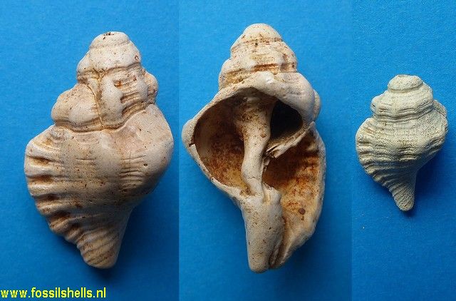 Ranularia duvergieri