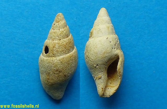 Columbella turonensis