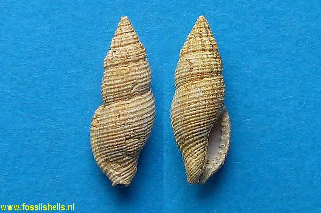Anachis rissoides