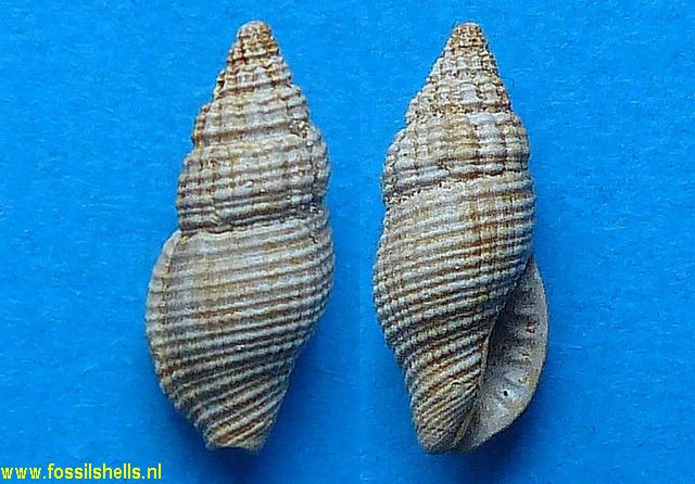 Anachis rissoides