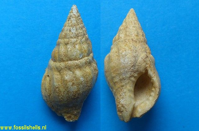 Euthria saucatsensis