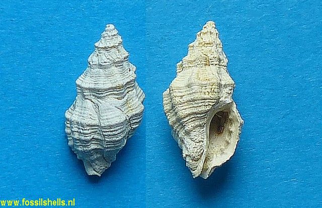 Pollia stephanensis
