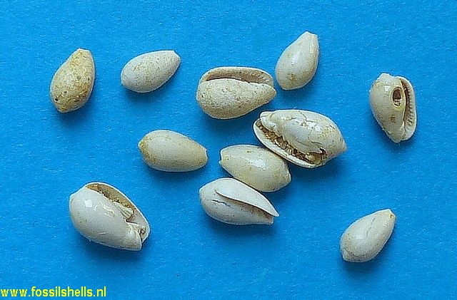 Cryptospira subovulata