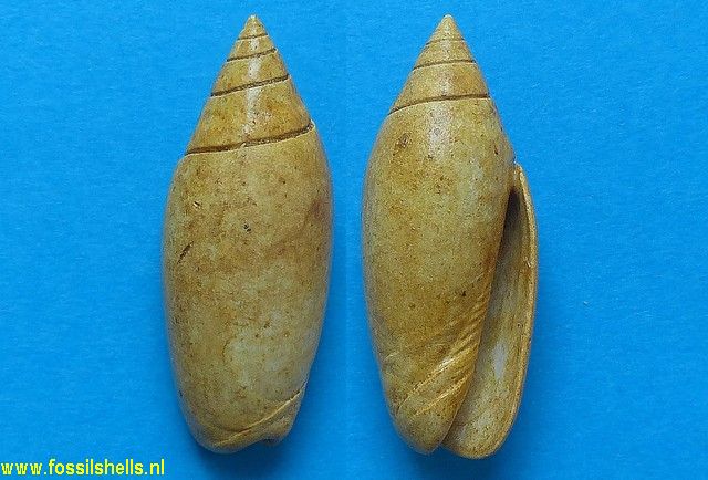 Oliva dufresnei