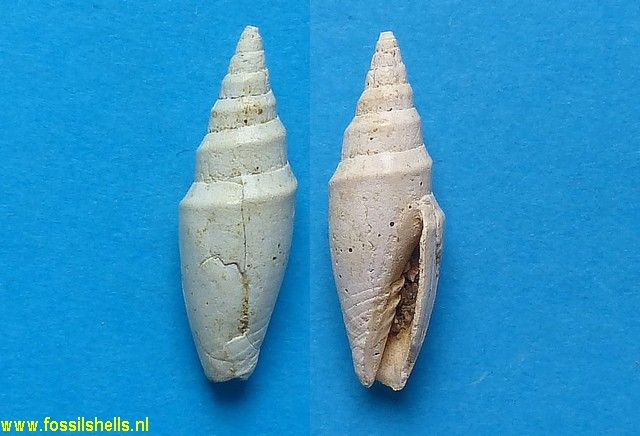 Mitra goniophora perangulata