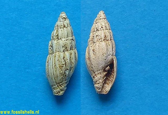 Turricula miocenica