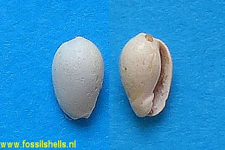 Cryptospira subovulata