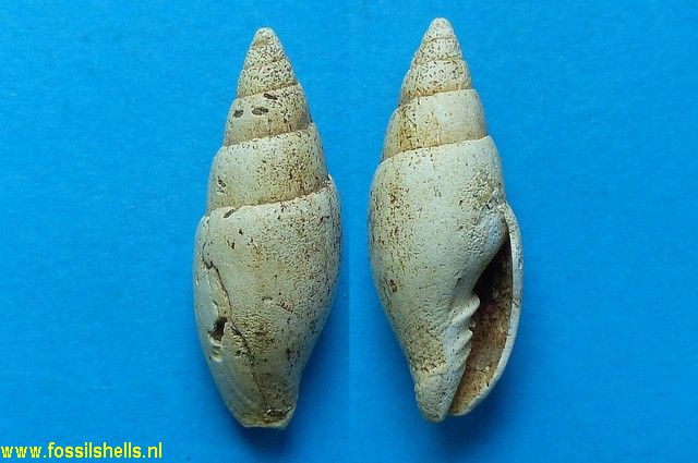 Mitra subtenuistria