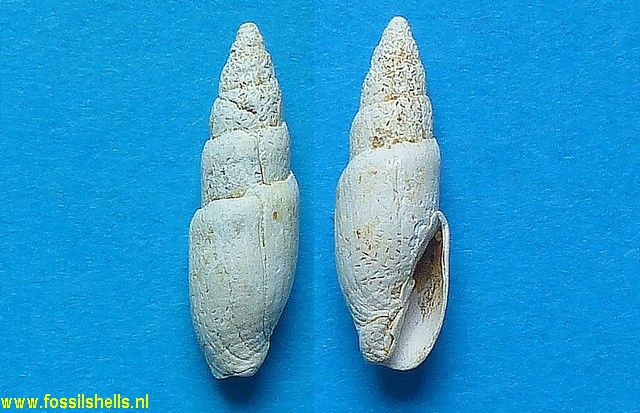 Mitra goniophora
