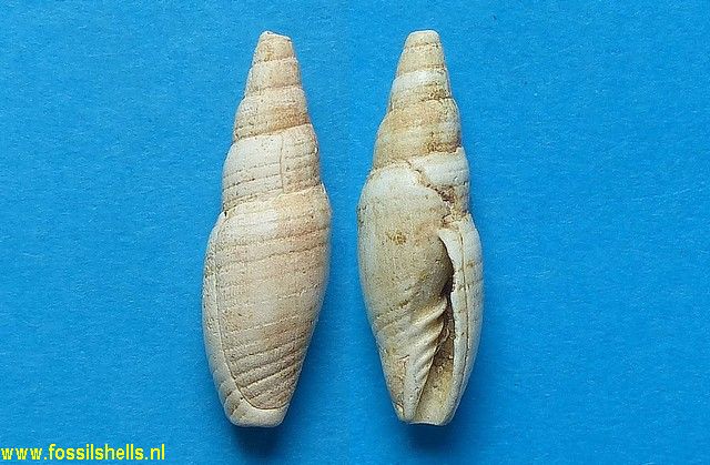 Mitra substriatula