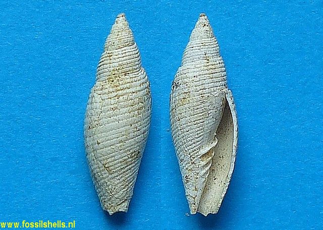 Mitra salomacensis
