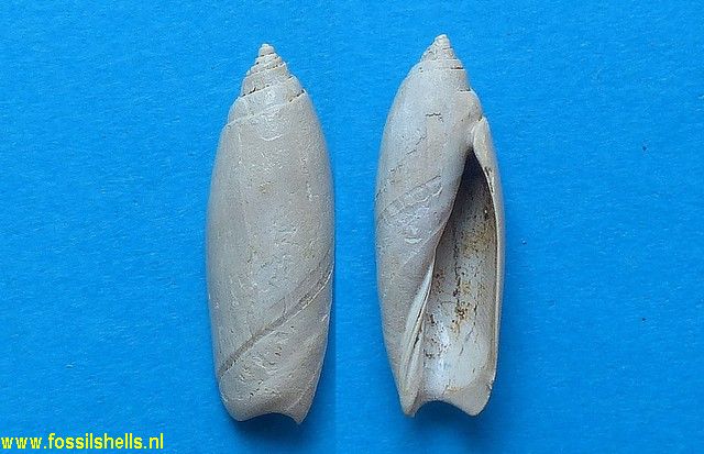 Toroliva subcanalifera