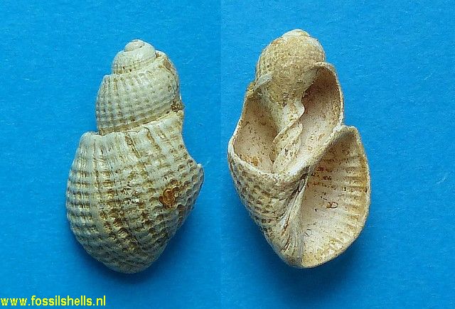 Sveltia dufouri