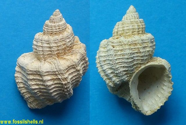 Trigonostoma geslini lateapertum