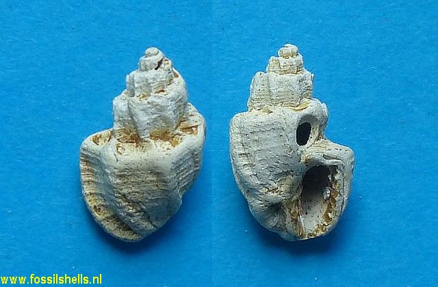 Trigonostoma benoisti