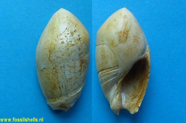 Ancilla glandiformis