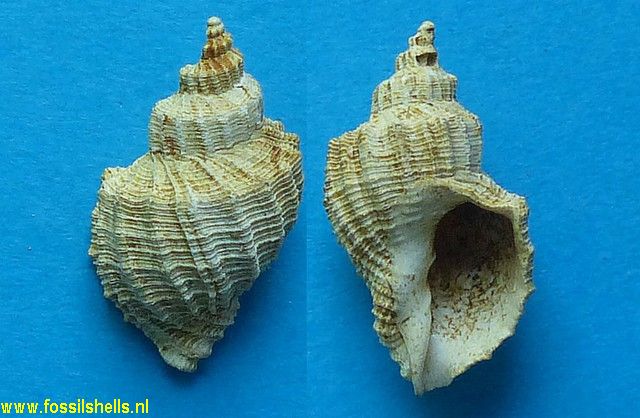 Cancellaria barjonae